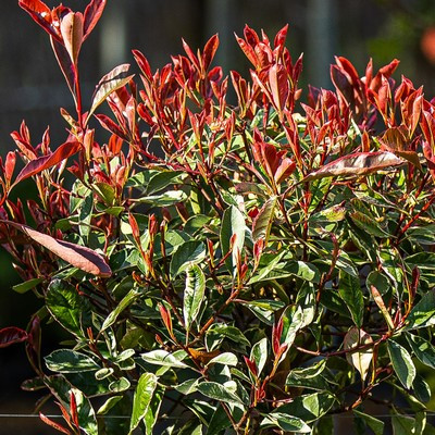 Photinia fraseri Pink Marble 50/60 - Korallberkenye, tarkalevelű