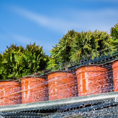 Thuja occidentalis Danica - Törpe gömbtuja 20/30