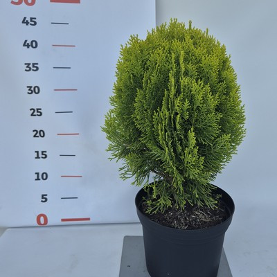 Thuja occidentalis Morgan 30cm - Keleti tuja, törpe arany lombú, ősszel barnás vörös