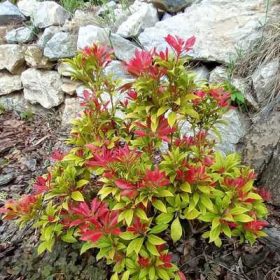 Pieris japonica prelude 17cm - Japán babérhanga