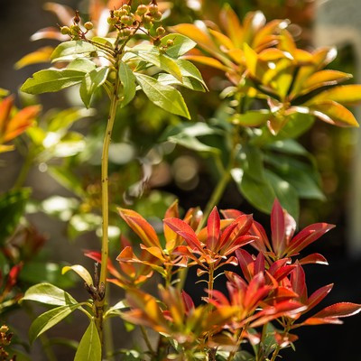 Pieris japonica prelude 17cm - Japán babérhanga