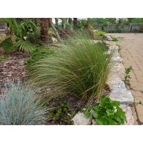 Stipa tenuissima 12cs - Árvalányhaj