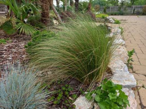 Stipa tenuissima 12cs - Árvalányhaj