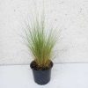 Stipa tenuissima 12cs - Árvalányhaj