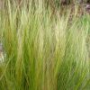 Stipa tenuissima 12cs - Árvalányhaj