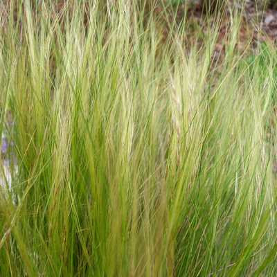 Stipa tenuissima 12cs - Árvalányhaj