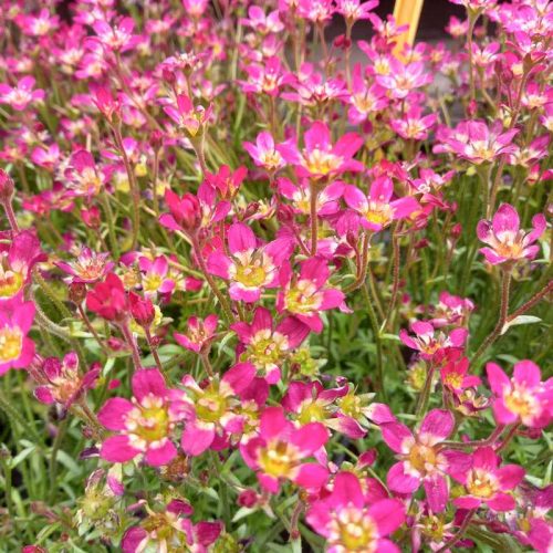 Saxifraga 12cs - Kőtörőfű mix
