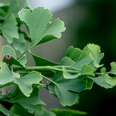 Ginkgo biloba 'Globosa' 8/10 kont. - Páfrányfenyő gömb lombú