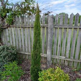   Cupressus sempervirens Totem P.10 Lt. H:120cm - Oszlopos európai ciprus