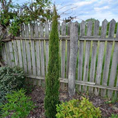Cupressus sempervirens Totem P.10 Lt. H:120cm - Oszlopos európai ciprus
