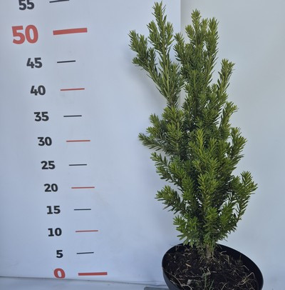Taxus x media Hillii kont 2,0L - Oszlopos tiszafa, porzós