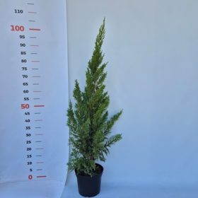   Juniperus chinensis Keteleeri 100 cm - Keskeny kínai jegenyeboróka