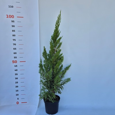 Juniperus chinensis 'Keteleeri' kont 2,0L - Keskeny kínai jegenyeboróka
