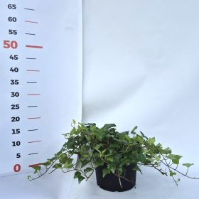 Hedera H. Balkon kont. 2 L-Balkon borostyán