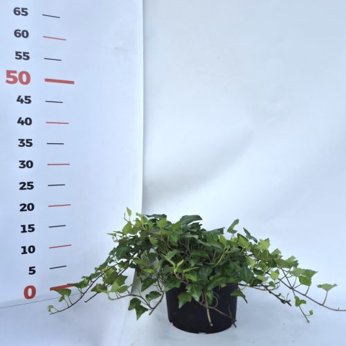 Hedera H. Balkon kont. 2 L-Balkon borostyán