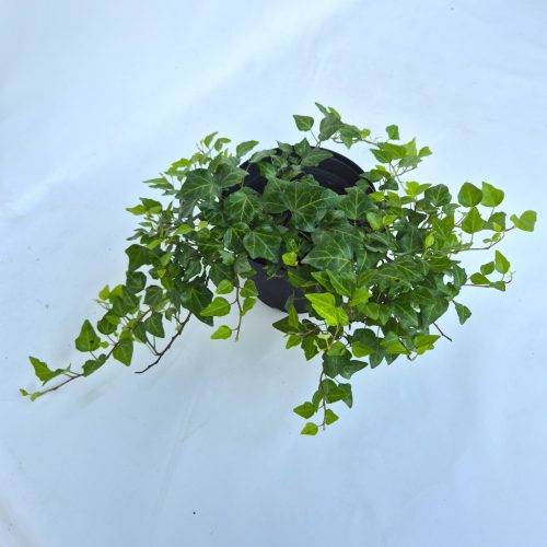 Hedera H. Balkon kont. 2 L-Balkon borostyán
