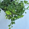 Hedera H. Balkon kont. 2 L-Balkon borostyán