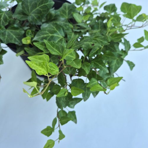 Hedera H. Balkon kont. 2 L-Balkon borostyán