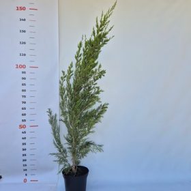 Juniperus virginiana Spartan - Oszlopos boróka 140-155 cm