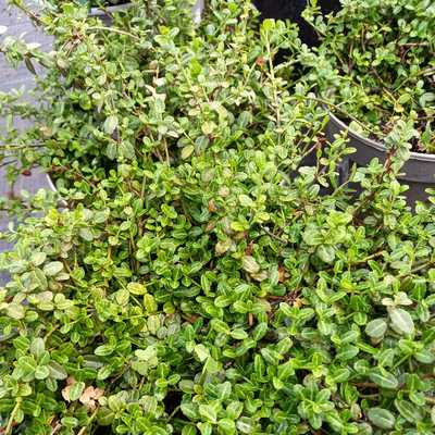 Euonymus fortunei Minimus 1,5 L - Apró levelű, zöld, talajtakaró kecskerágó