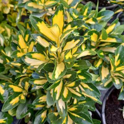Euonymus japonicus Aureovariegatus 3L - Arany tarka japán kecskerágó
