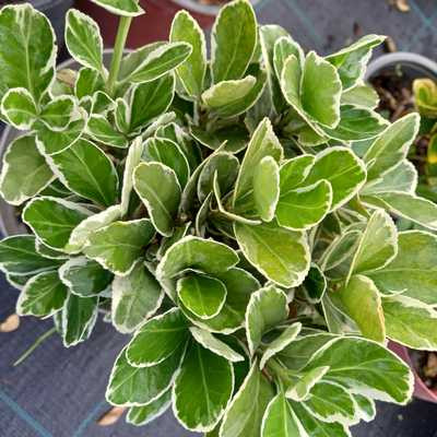 Euonymus japonicus Albomarginatus 1,5L - Fehér tarka kecskerágó