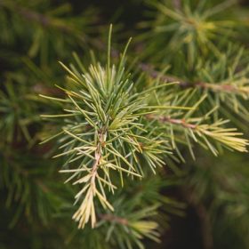   Cedrus Deodara Aurea Bush clt.30 H.175/200 - Himalájai sárga cédrus