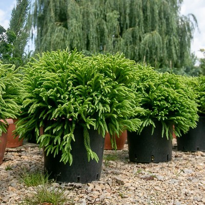 Cryptomeria japonica Globosa Nana Bush Clt9 H15 - Törpe gömb japán ciprus / Szugifenyő