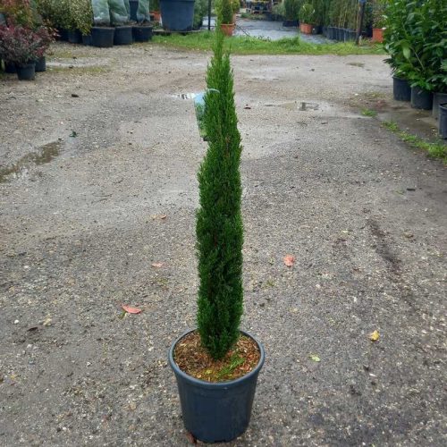 Cupressus sempervirens Totem bush clt.9 - Oszlopos európai ciprus