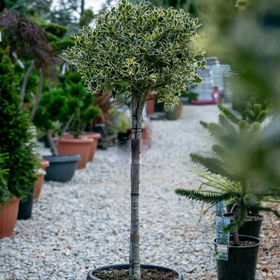 Ilex aquifolium Argenteomarginata 1/2 Standard Clt.30 sth.100 D.45/50 - Tarkalevelű magyal