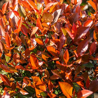 Photinia fraseri Robusta Compacta Ball Clt.40 D60/80 - Korallberkenye