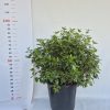 Viburnum Tinus Eve Price Bush Clt.25 H50/60 - Örökzöld bangita