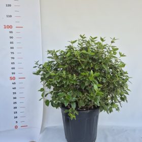   Viburnum Tinus Eve Price Bush Clt.25 H50/60 - Örökzöld bangita