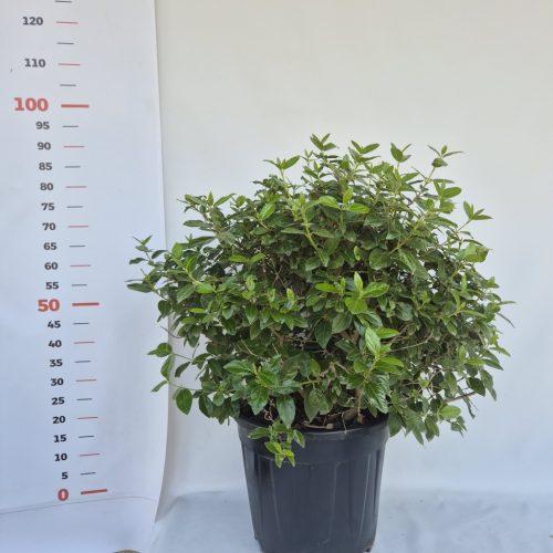 Viburnum Tinus Eve Price Bush Clt.25 H50/60 - Örökzöld bangita