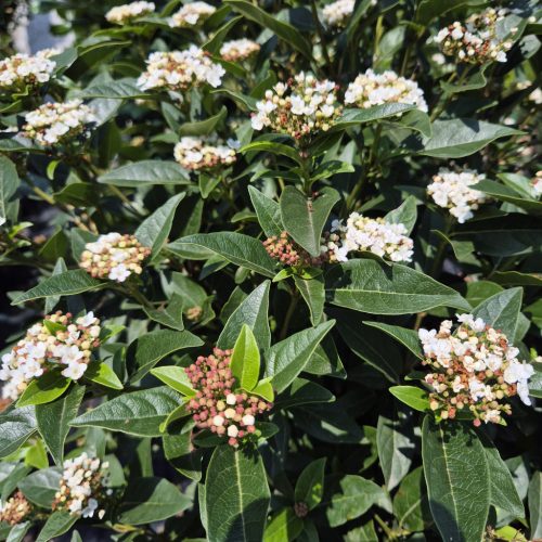 Viburnum Tinus Eve Price Bush Clt.25 H50/60 - Örökzöld bangita
