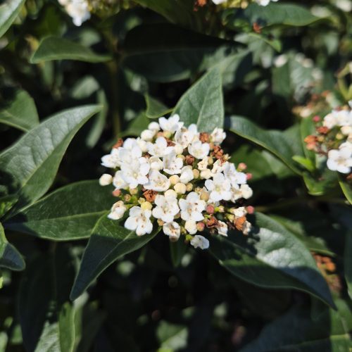 Viburnum Tinus Eve Price Bush Clt.25 H50/60 - Örökzöld bangita