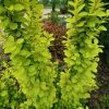 Berberis thunbergii Golden Rocket 25-30 C2 - Oszlopos sárga lombú borbolya