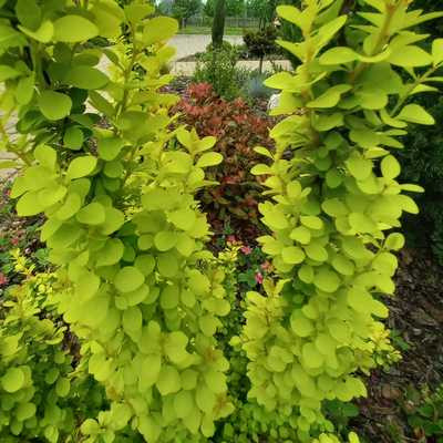Berberis thunbergii Golden Rocket 25-30 C2 - Oszlopos sárga lombú borbolya