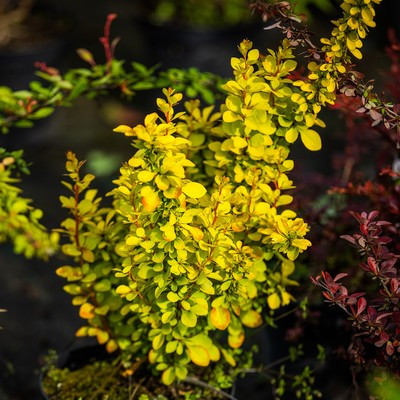 Berberis thunbergii Golden Rocket 25-30 C2 - Oszlopos sárga lombú borbolya