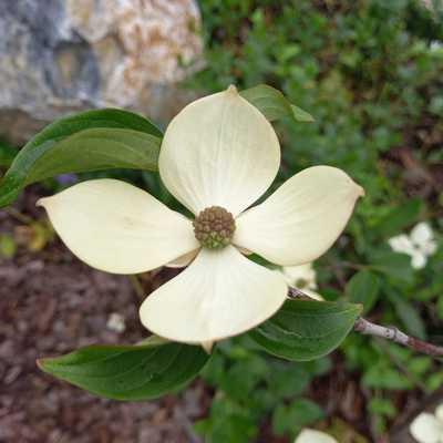 Cornus kousa 'Schmetterling' 60-80 C5 - Csillagsom