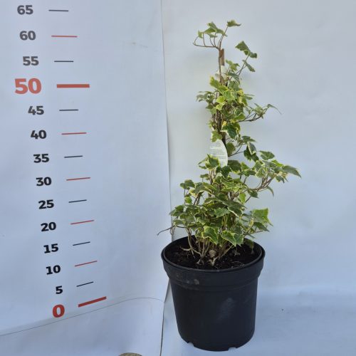 Hedera h. 'Goldchild' 80-100 C2 - Sárga tarka levelű borostyán