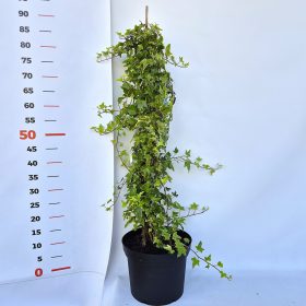   Hedera h. 'Mona Lisa' 80-100 C2 - Fehér tarka borostyán