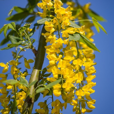 Laburnum w. 'Vossii' Stamm 120 cm C10 -Hosszúfürtű aranyeső
