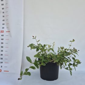   Lonicera periclymenum Chic and Choc 25-30 C3 - Búbos lonc, törpe