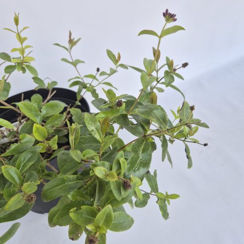 Lonicera periclymenum Chic and Choc 25-30 C3 - Búbos lonc, törpe