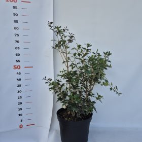   Osmanthus heterophyllus 'Purpureus' 30-40 C3 - Változékony levelű illatcserje