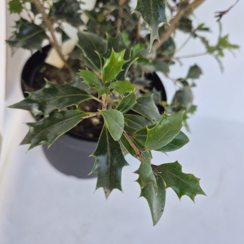 Osmanthus heterophyllus 'Purpureus' 30-40 C3 - Változékony levelű illatcserje