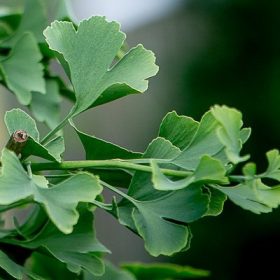   Ginkgo Biloba 'Pendula' HT200cm C20 - Csüngő ágú páfrányfenyő