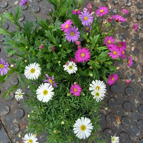 Brachyscome - Ausztrál százszorszép