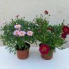 Argyranthemum frutescens -Cserjés margaréta bokor mix 10,5 cm